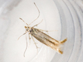 Coleophora lassella